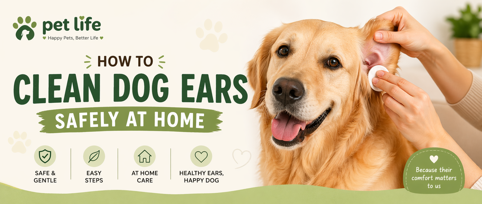 how to clean dog ears safely at home