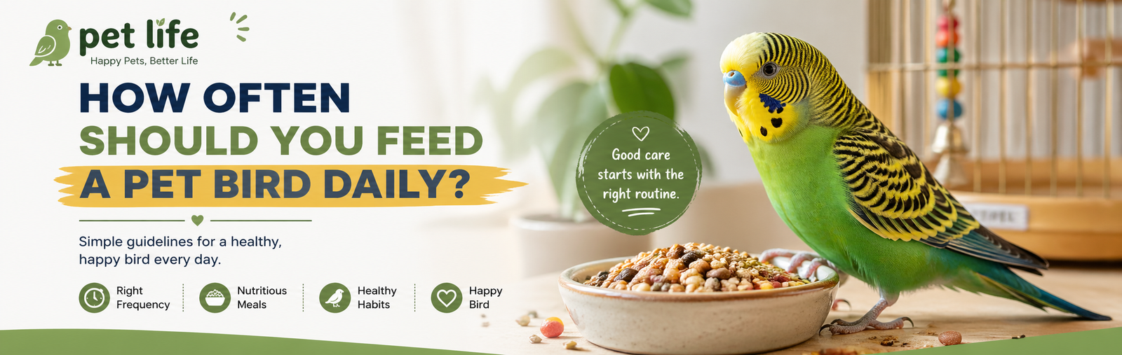 how often should you feed a pet bird daily