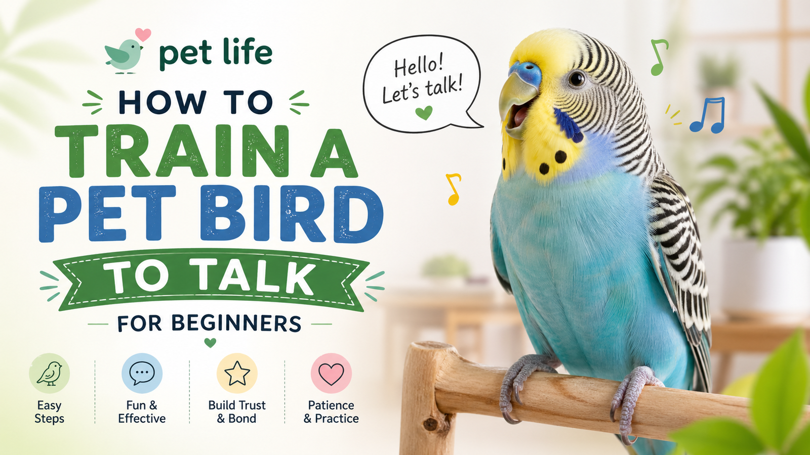 how to train a pet bird to talk for beginners
