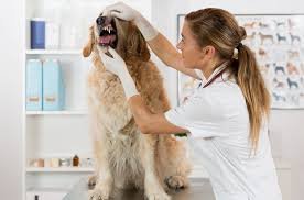 complete dog care guide for first time owners