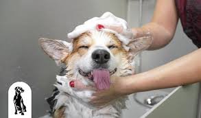 how to stop excessive barking in dogs naturally