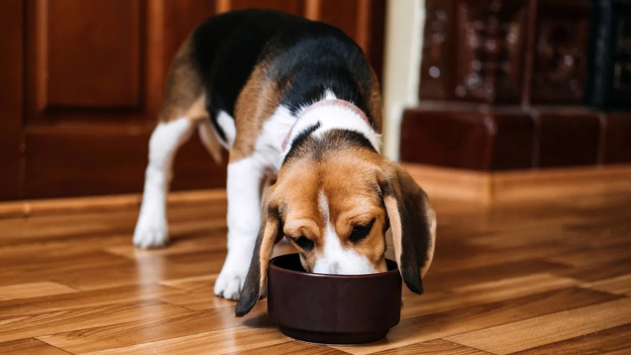 best dog food for allergies